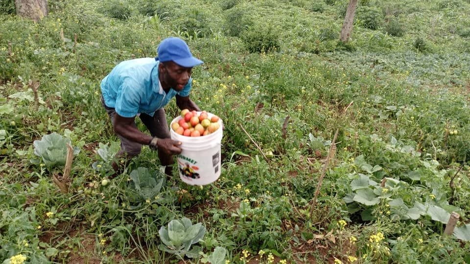 A cooperative member harvesting tomatoes on his own plot